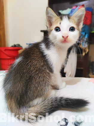 Mixed breed kitten